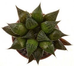 HAWORTHIA mirabilis var. paradoxa