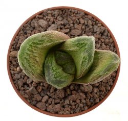 HAWORTHIA cv. Rasper