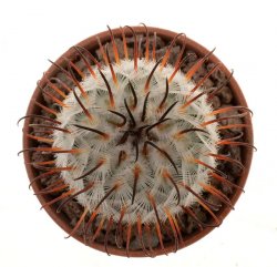 MAMMILLARIA perezdelarosae