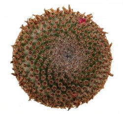 MAMMILLARIA crucigera