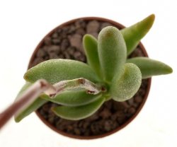 ADROMISCHUS filicaulis