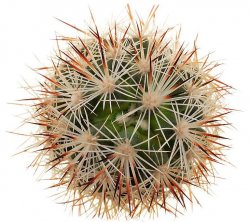 CORYPHANTHA alversonii