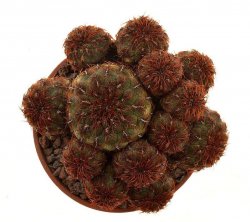 SULCOREBUTIA rauschii f. brown - rusted spines