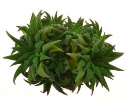 HAWORTHIA parksiana