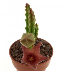 STAPELIA scitula