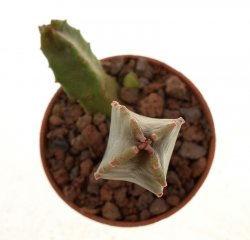 CARALLUMA burchardii La Oliva, Fuerteventura