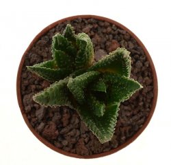 HAWORTHIA scabra, Oudshoorn, C. Moragie