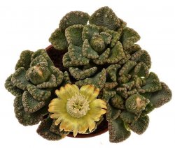 TITANOPSIS calcarea