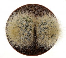 MAMMILLARIA machucae (manana)