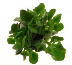 ADROMISCHUS alstonii FAB 443 ex Cipriani