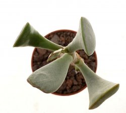 ADROMISCHUS triflorus ex Cipriani