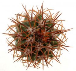 MELOCACTUS holguinensis