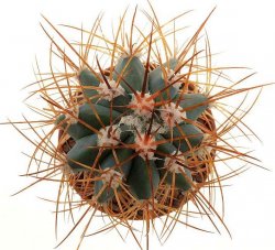 MELOCACTUS azureus