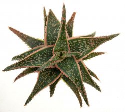 ALOE cv. Coral Edge (Rocco)