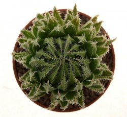 HAWORTHIA translucens ssp. tenera