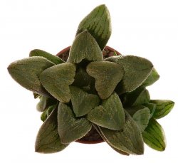 HAWORTHIA pygmaea spec. Dumby´s Dyke