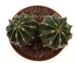 MELOCACTUS maxonii f. brevispinus