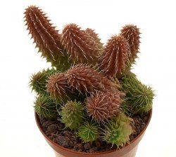 HUERNIA pillansii  