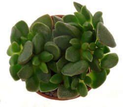 ADROMISCHUS marianae var. immaculatus ex Cipriani