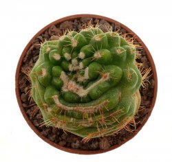 NOTOCACTUS uebelmannianus f. monstrosus