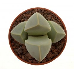 LAPIDARIA margaretae