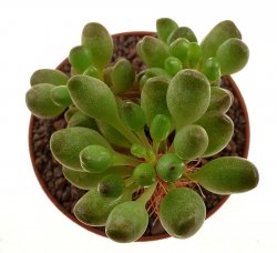 ADROMISCHUS schoenlandii ex Cipriani