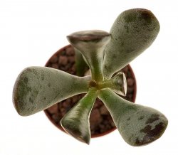 ADROMISCHUS mammillaris ex Cipriani