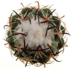 CORYPHANTHA tripugionacantha