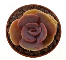 ECHEVERIA cv. Perla z Norimbergu f. flat