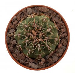 GYMNOCALYCIUM erinaceum B184