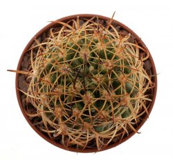 PYRRHOCACTUS eriosyzoides, Vallenar