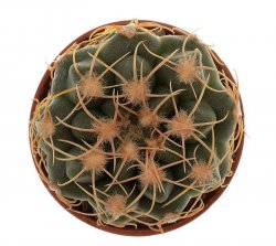 GYMNOCALYCIUM capillense