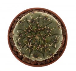 GYMNOCALYCIUM quehlianum var. minor RER 24