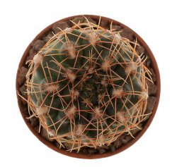 GYMNOCALYCIUM affine RER 527, S. Pedro Norte - Chuňa Huasi