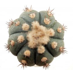 ECHINOCACTUS horizonthalonius var. subikii