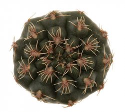 GYMNOCALYCIUM affine RER 532, Totorillas