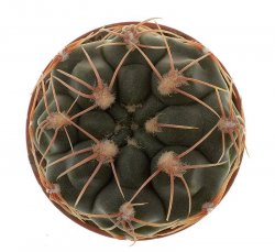 GYMNOCALYCIUM lepidum nom.nud., RER 461, Berrotoran