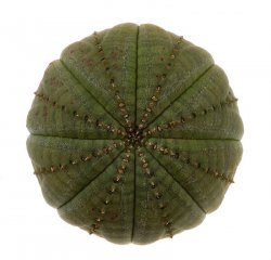 EUPHORBIA obesa ssp. symmetrica