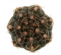 GYMNOCALYCIUM gaponii var. macrocarpum