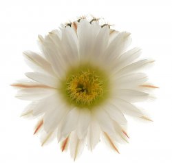 ECHINOCEREUS pulchellus var. sharpii