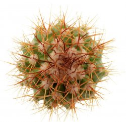 MELOCACTUS acunae ex Gerardo