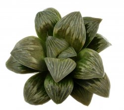 HAWORTHIA cv. Chika Kurisutamuru