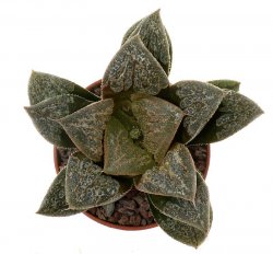 HAWORTHIA cv. Ha Huti