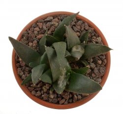 ARIOCARPUS confusus PP 420, Aramberi ex Pavlík