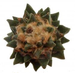 ARIOCARPUS scapharostrus