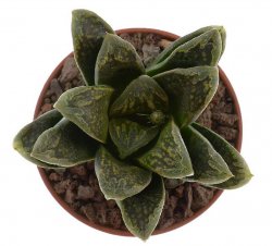 HAWORTHIA cv. Crocodile Dundee