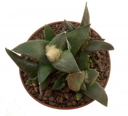 ARIOCARPUS confusus 