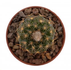FRAILEA grahliana