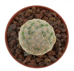 MAMMILLARIA herrerae  
