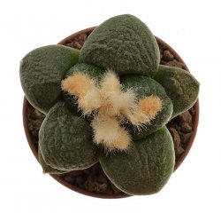 ARIOCARPUS fissuratus var. lloydii ex Pavlik, illustrative photo